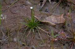 Eriocaulon parkeri