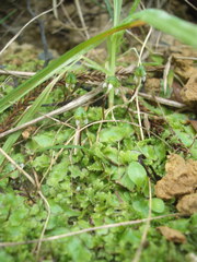 Asterella australis