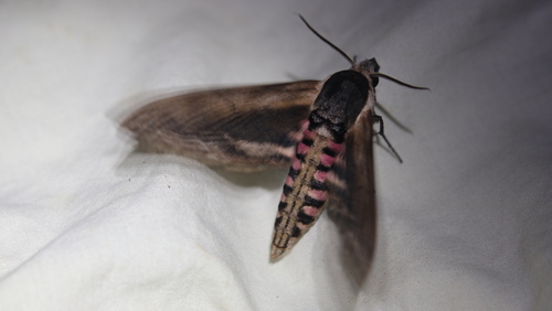 Sphinx ligustri