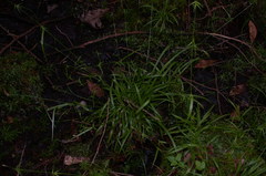 Carex collinsii