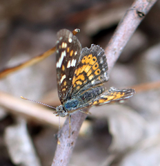 Phyciodes picta