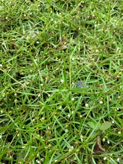 Scleromitrion diffusum