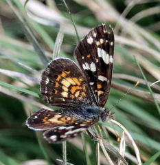 Phyciodes picta