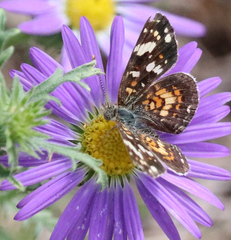Phyciodes picta