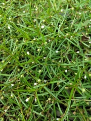 Scleromitrion diffusum