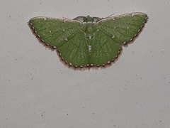 Argyrocosma inductaria