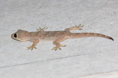 Hemidactylus