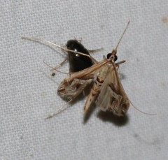 Lineodes fontella