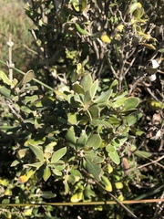 Olearia traversiorum
