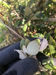 Olearia traversiorum