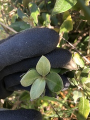 Olearia traversiorum