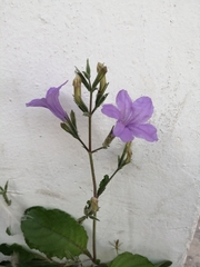 Ruellia