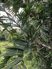 Bactris guineensis