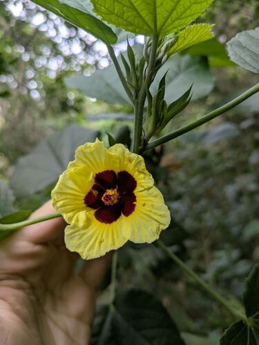 Hibiscus ovalifolius (Hibiscus ovalifolius)