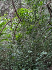 Hibiscus ovalifolius, photograph (c) Kevin Faccenda, some rights reserved (CC BY)