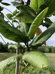 Triplaris americana