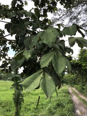Sterculia apetala