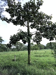 Sterculia apetala