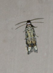 Epiblema abruptana