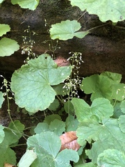 Heuchera parviflora