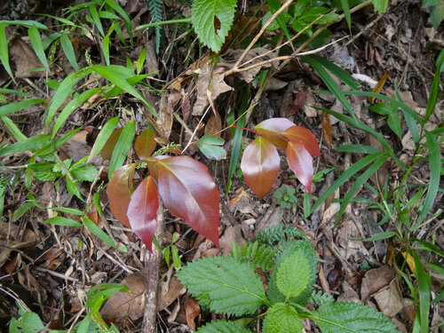 Scolopia braunii observed 2025-06-21