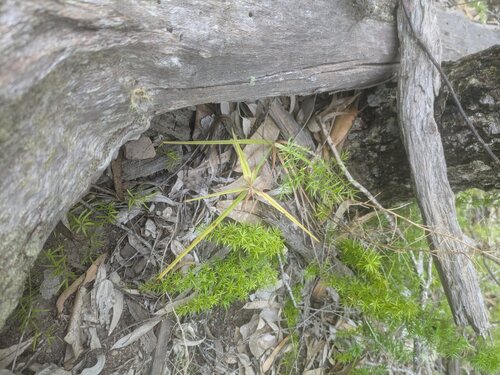Hillebrand's flatsedge (Cyperus hillebrandii)
