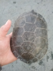 Actinemys marmorata marmorata