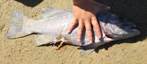 Atlantic wreckfish (Polyprion americanus) — Polyprionidae — 4