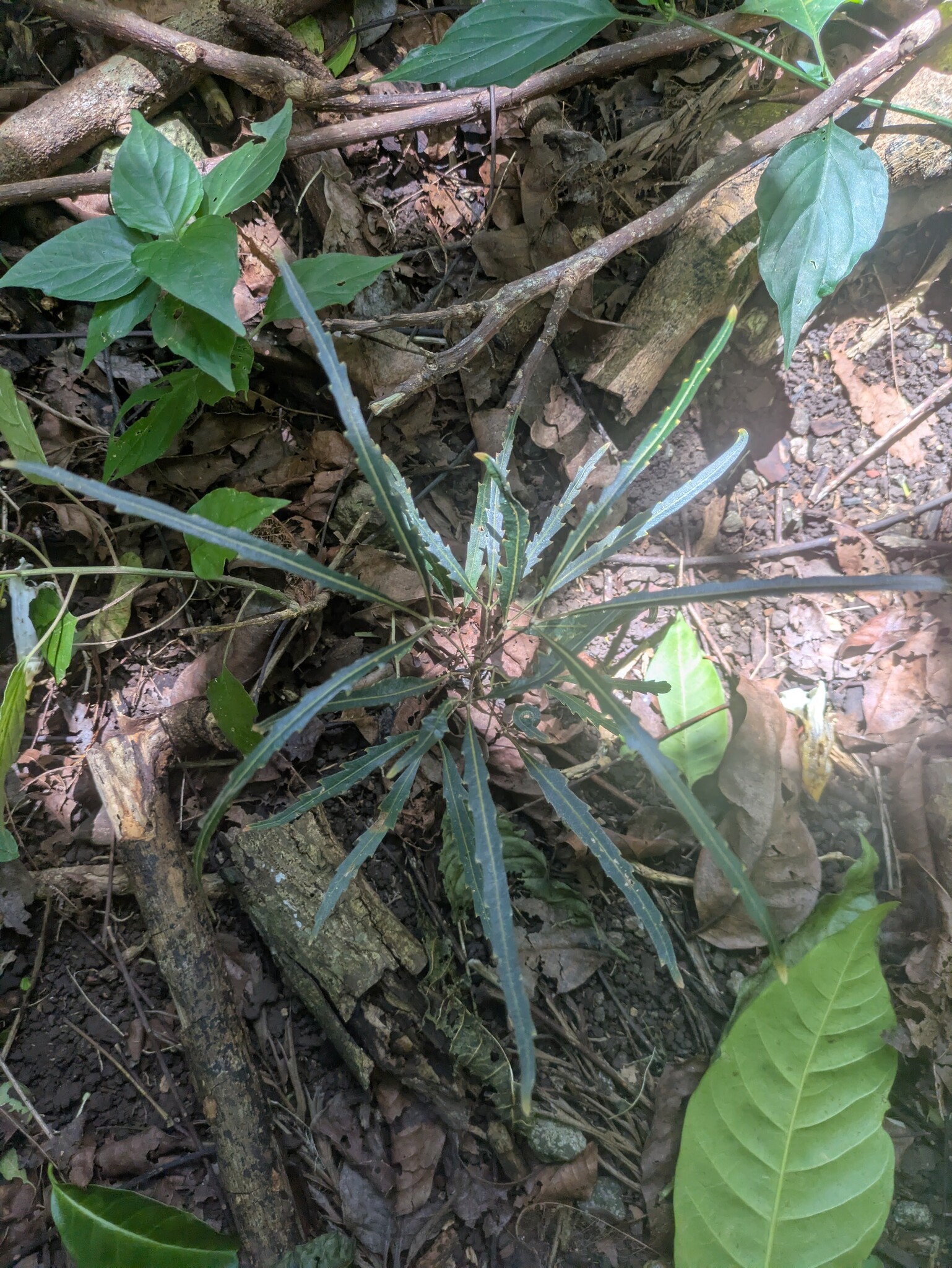 Imagem de Arália elegantíssima