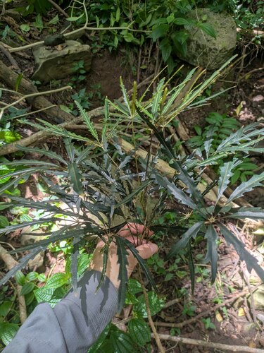 Plerandra elegantissima