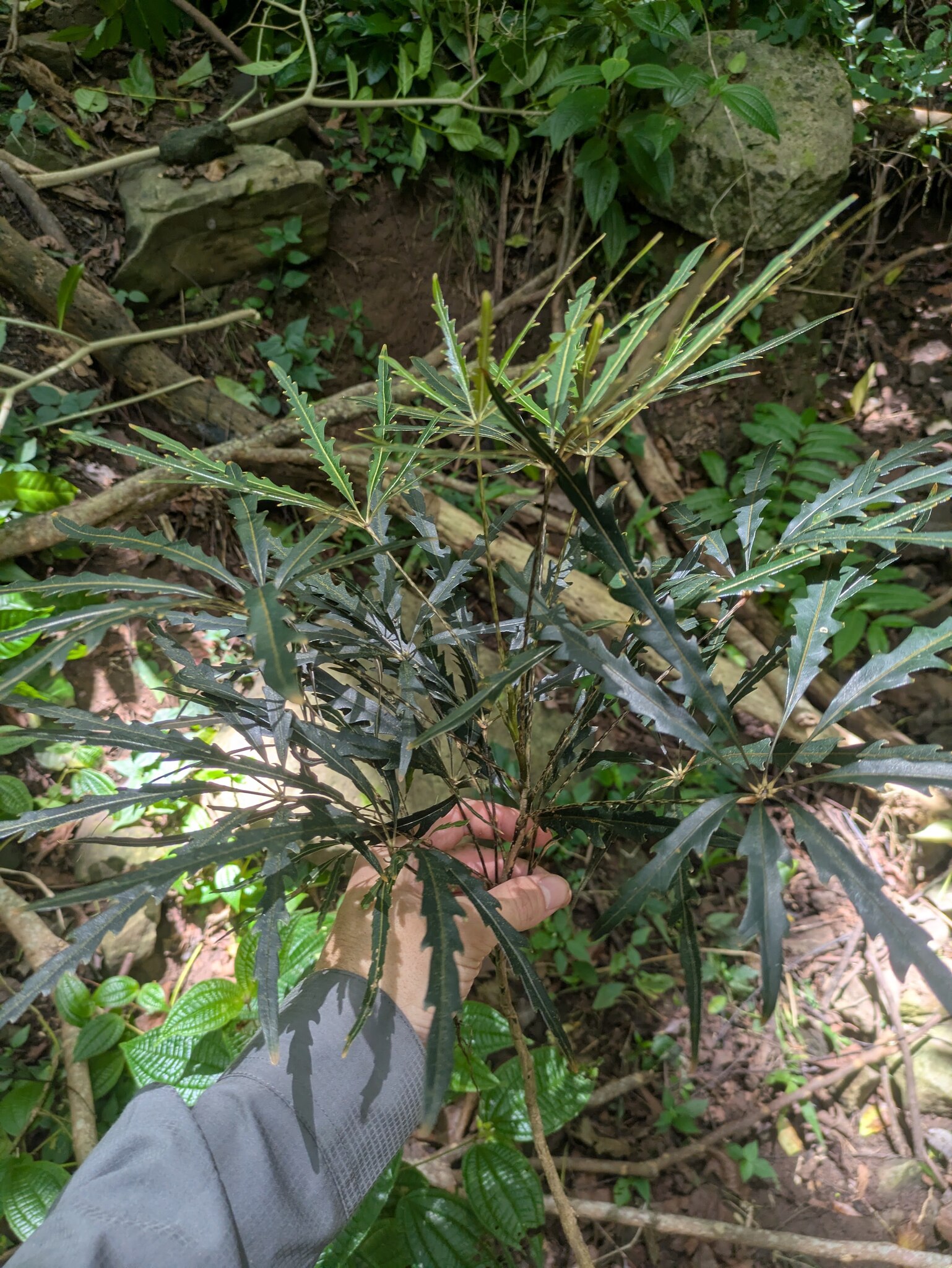 Imagem de Arália elegantíssima