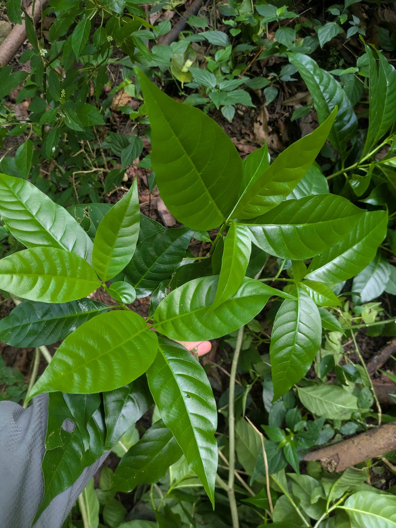 Foto de Tabernaemontana litoralis Kunth
