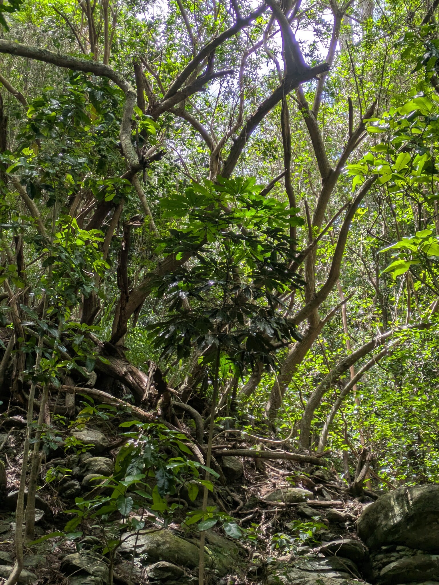 Dizygotheca Elegantissima (Plerandra elegantissima)