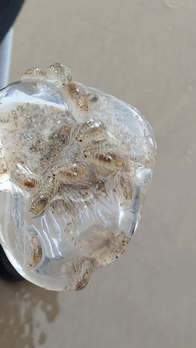 Sand Piranha photo 3