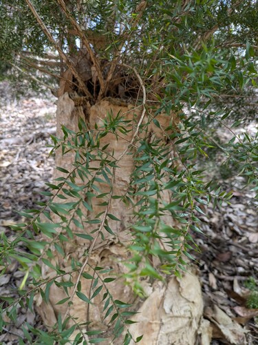 Melaleuca styphelioides observed 2025-06-13