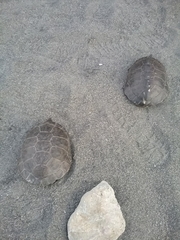 Actinemys marmorata marmorata