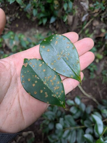 Cephaleuros virescens observed 2025-06-13