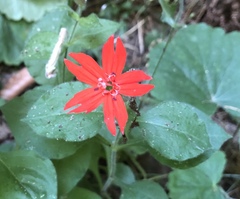 Silene rotundifolia