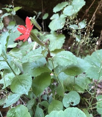 Silene rotundifolia