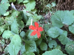 Silene rotundifolia