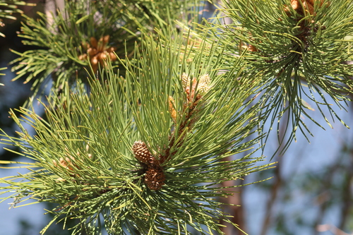 Rocky Mountains Ponderosa Pine