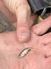 Longfin Dace photo 2