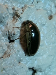 Tropisternus lateralis limbalis