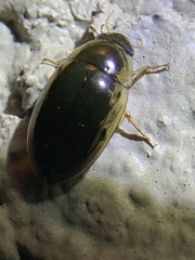 Tropisternus lateralis limbalis