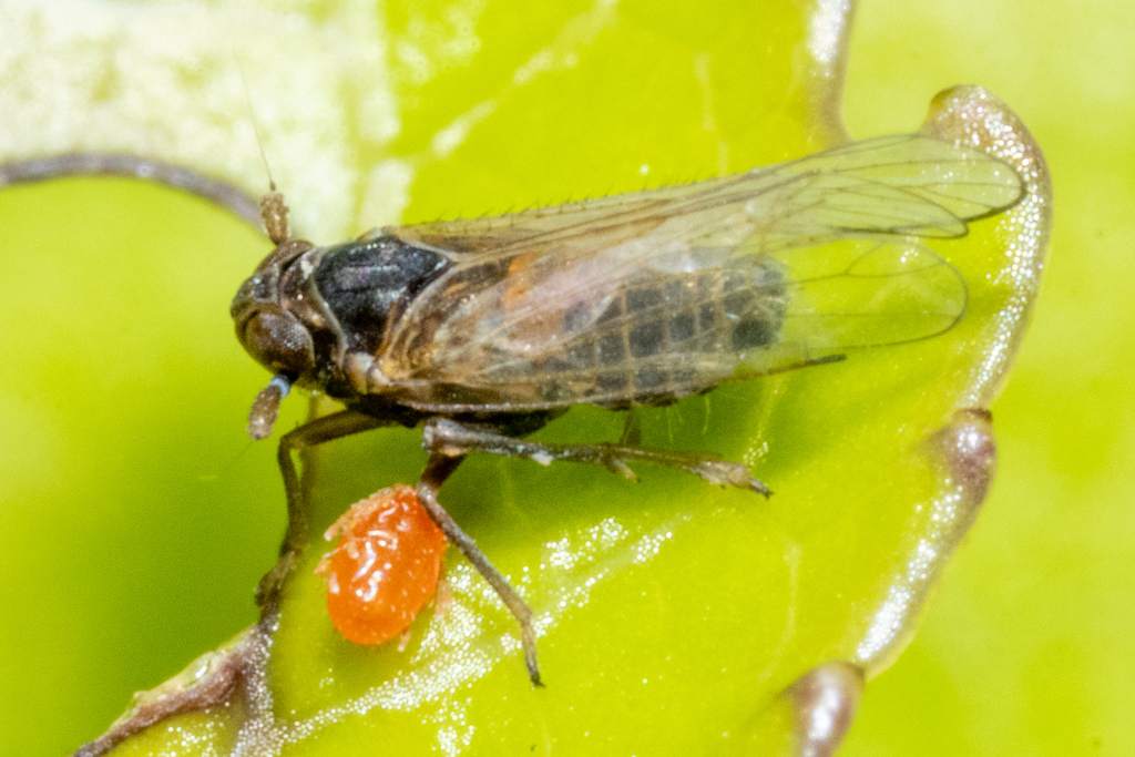 Isodelphax basivitta