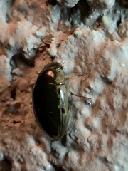 Tropisternus lateralis limbalis