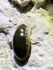 Tropisternus lateralis limbalis