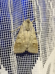 Ammoconia caecimacula