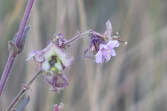 Mirabilis hirsuta