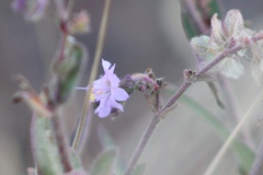Mirabilis hirsuta